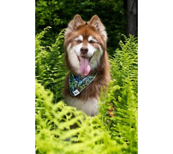 Magical Fern Forest Dog Bandana - M/L - 27in x 13in