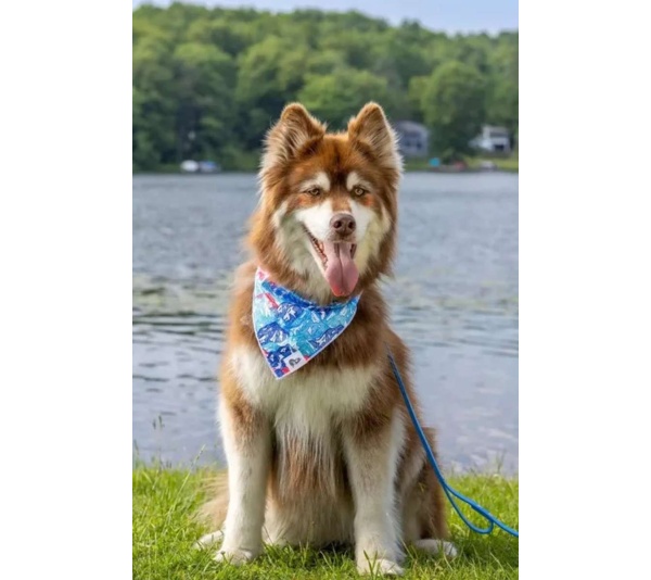 Painted Peaks Dog Bandana - M/L - 27in x 13in
