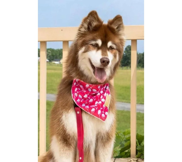 Red Mountain Syrah Dog Bandana - S/M - 18in x 10in