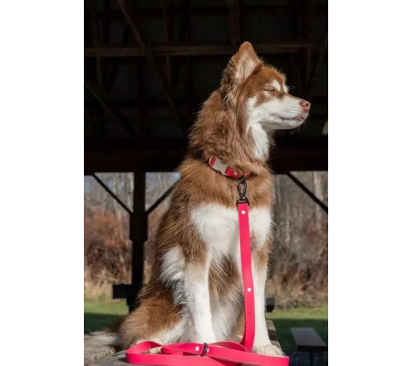 Red Mountain Syrah Waterproof Dog Collar - 17 - 19 inch