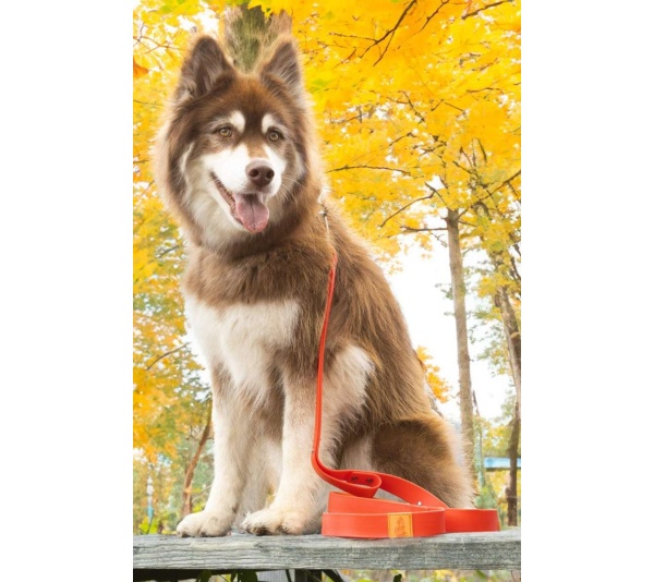 Red / Orange - Scarlet Peaks Waterproof Leash