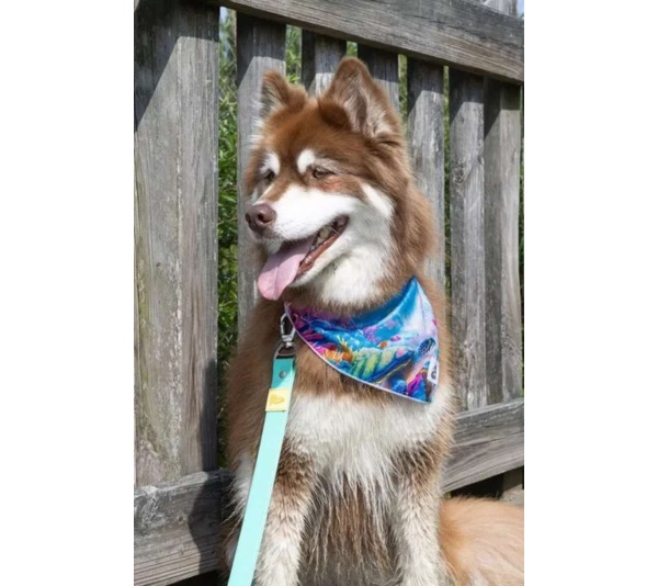 Sea Turtle Swim Dog Bandana - S/M - 18in x 10in