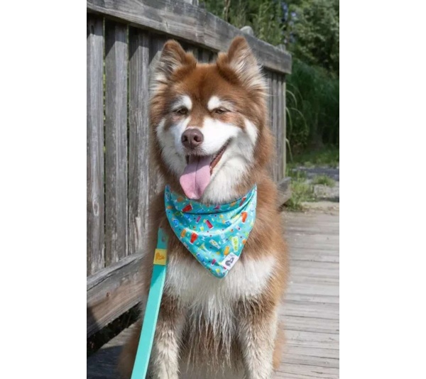 Seaside Sips Dog Bandana - M/L - 27in x 13in