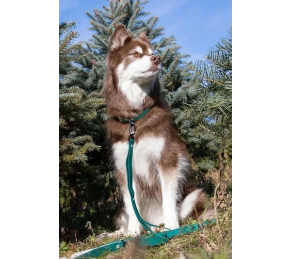 Green - Siberian Spruce Waterproof Dog Leash