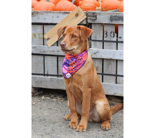 Spooky Bat Squares Dog Bandana - S/M - 18in x 10in