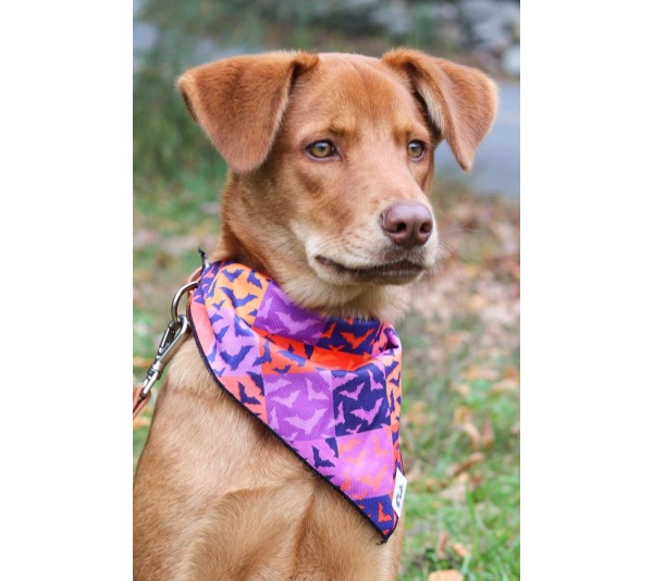 Spooky Bat Squares Dog Bandana - XL - 35in x 17in