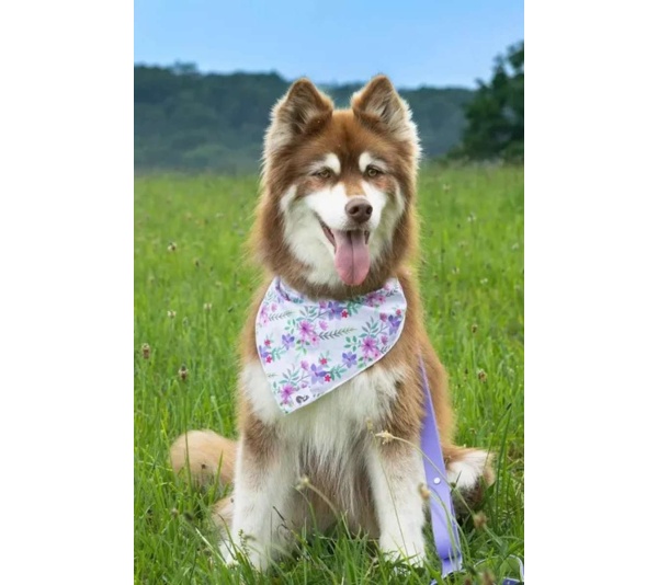 Wildflower Meadow Dog Bandana - M/L - 27in x 13in