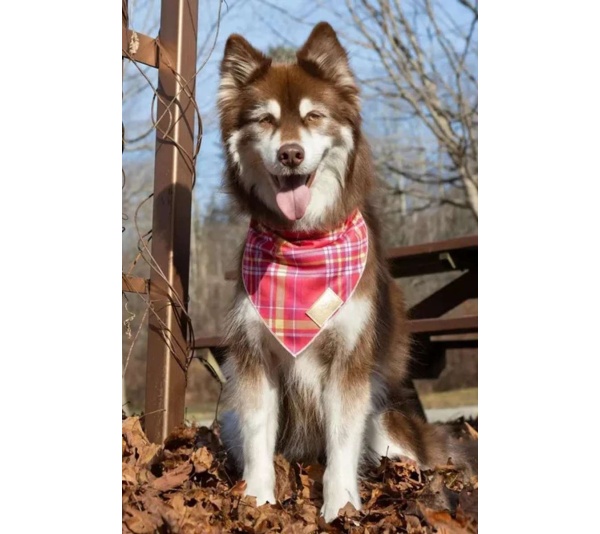 Wine Plaid Dog Bandana - M/L - 27in x 13in