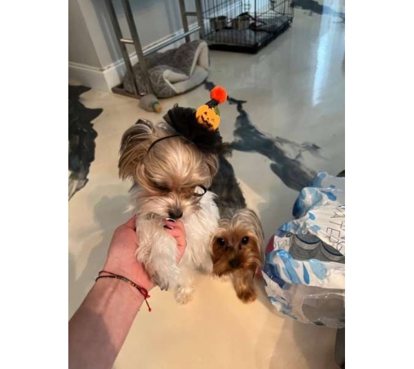 Pumpkin Witch Wizard Hat