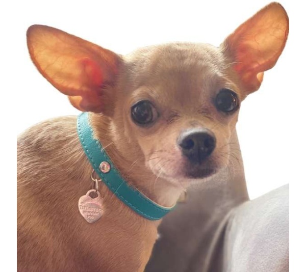 Return to Sniffany Charm Necklace - 12"