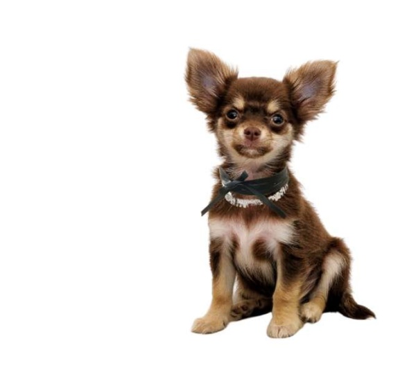 Rhinestone Ribbon Leatherette Pet Necklace - Small