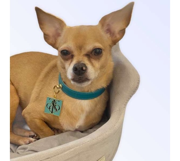 Sniff & Co. NYC Logo Collar - Large