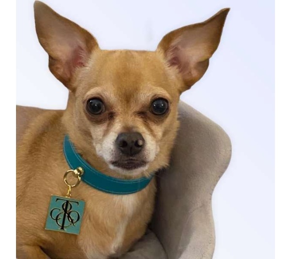 Sniff & Co. NYC Logo Collar - Small