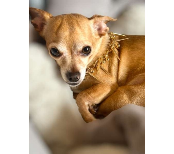 Fabulously Fierce Dog Necklace - Medium