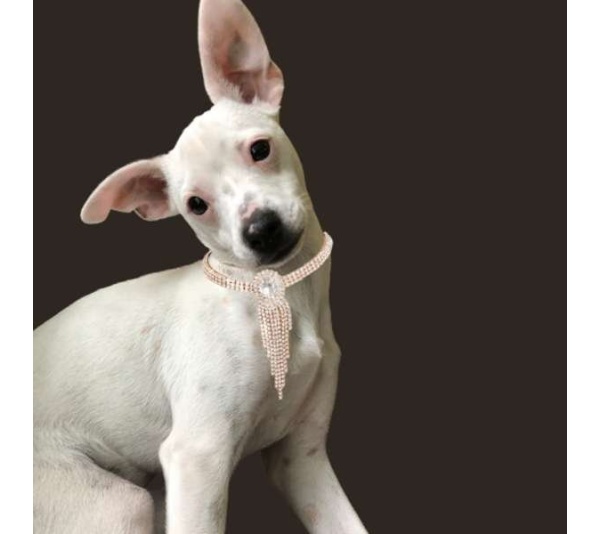 Gold Fringe Rhinestone Necklace