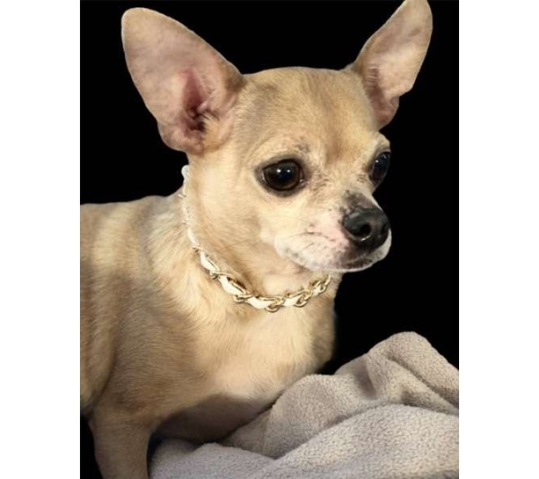 WHITE - Leatherorzo Collar - X Small