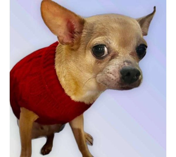 WINE RED - Knit Turtleneck Dog Sweater - Large