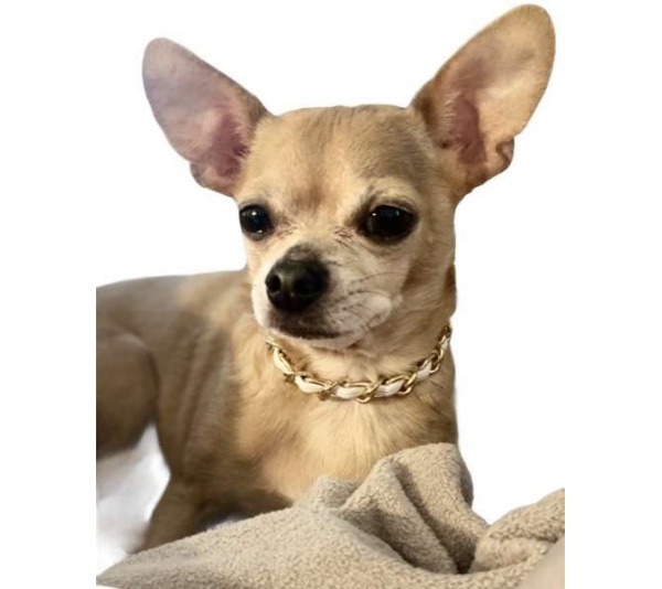 WHITE - Leatherorzo Collar - X Large