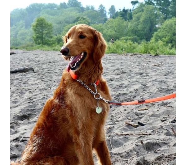 Blue - Boss Regular Leash - 3/4" x 6'