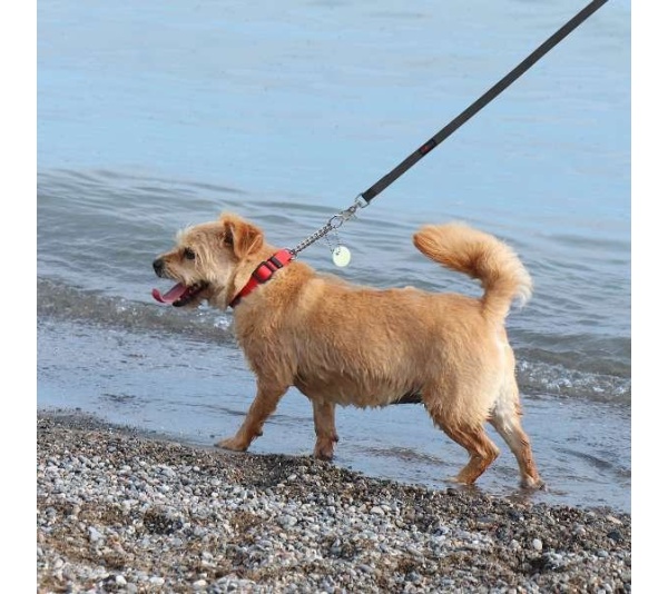 Blue - Boss Regular Leash - 3/4" x 6'