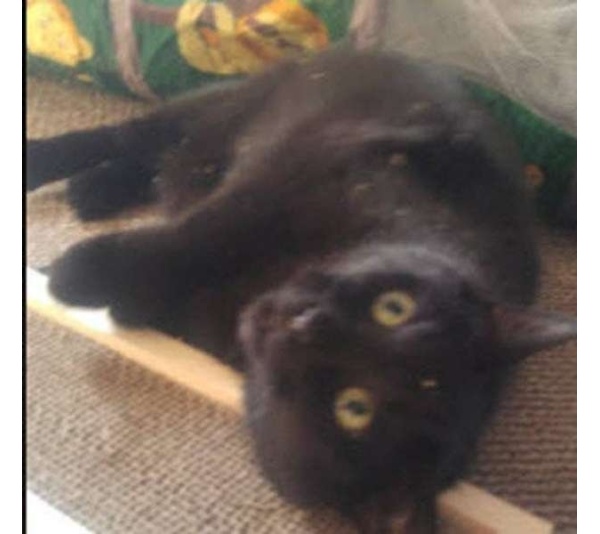 Wooden Cat Scratcher