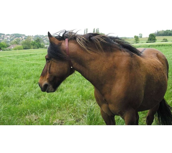 ALZOO Herbal Horse Collar