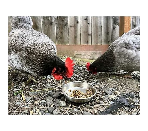 Dried Black Soldier Fly Larvae - 10lbs