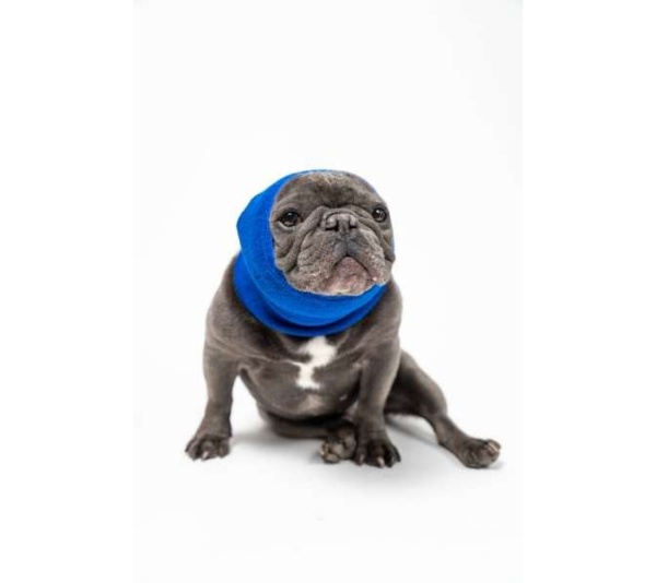 Blue - PET HOODZ DOG HOODIES FOR ANXIETY - Medium
