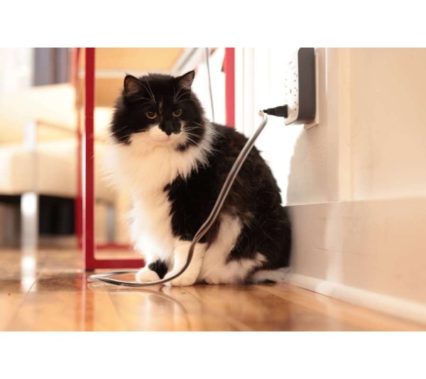 Clear - PetCords - 6 FT