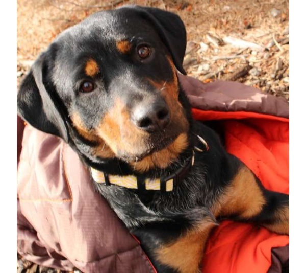 Nova Compressible Waterproof Dog Sleeping Bag - Nova Sleeping Bag