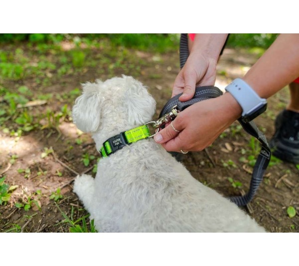 Kiwi Green  - Appalachian Kiwi Green Dog Collar - Medium 3/4in wide by 11