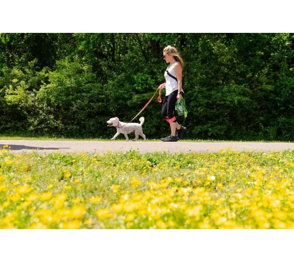 Natchez Pattern Dog Collar - Large 1in wide by 14