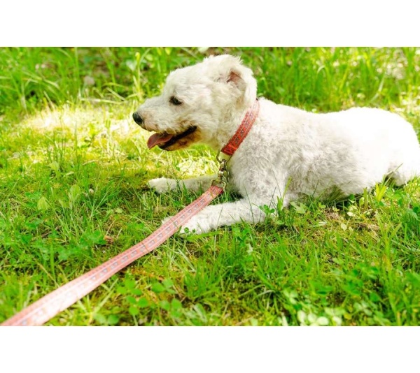 Natchez Pattern Dog Collar - Large 1in wide by 14