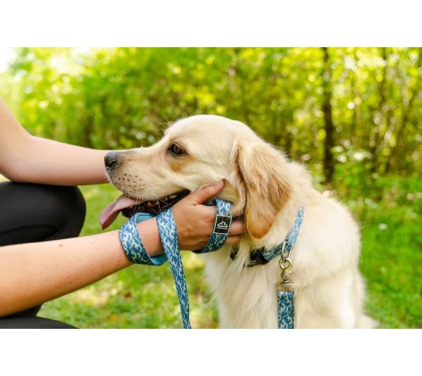 Tidal Pattern Dog Collar - Medium 3/4in wide by 11