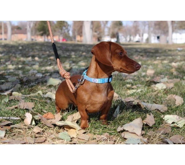 Zion Pattern Dog Collar - Large 1in wide by 14