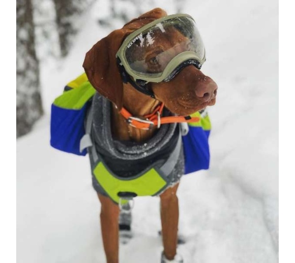 RAIN FOREST - Adventurer 2-piece Dog Pack With EZ Latch  Harness - Medium