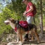 SUNSET - Adventurer 2-piece Dog Pack With EZ Latch  Harness - Small