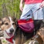 SUNSET - Adventurer 2-piece Dog Pack With EZ Latch  Harness - Extra Large