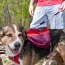 SUNSET - Adventurer 2-piece Dog Pack With EZ Latch  Harness - Large