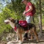 SUNSET - Adventurer 2-piece Dog Pack With EZ Latch  Harness - Extra Large