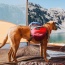 SUNSET - Adventurer 2-piece Dog Pack With EZ Latch  Harness - Extra Large