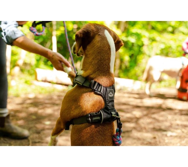 Black  - Millvue EZ Fit Dog Harness - Small