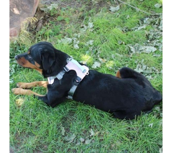 Desert Flower  - Millvue EZ Fit Dog Harness - Small