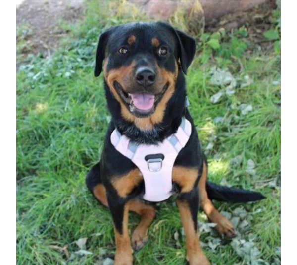 Desert Flower  - Millvue EZ Fit Dog Harness - Medium