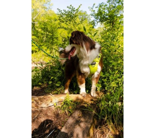 Kiwi Green  - Millvue EZ Fit Dog Harness - Large