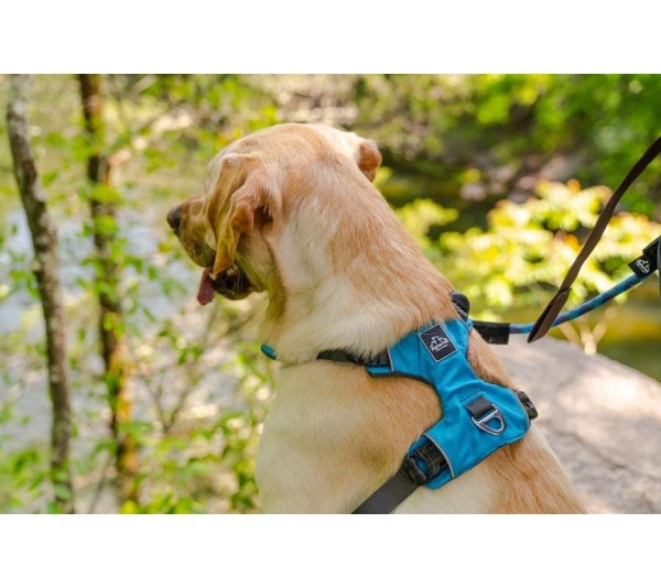 Ocean Blue  - Millvue EZ Fit Dog Harness - Small