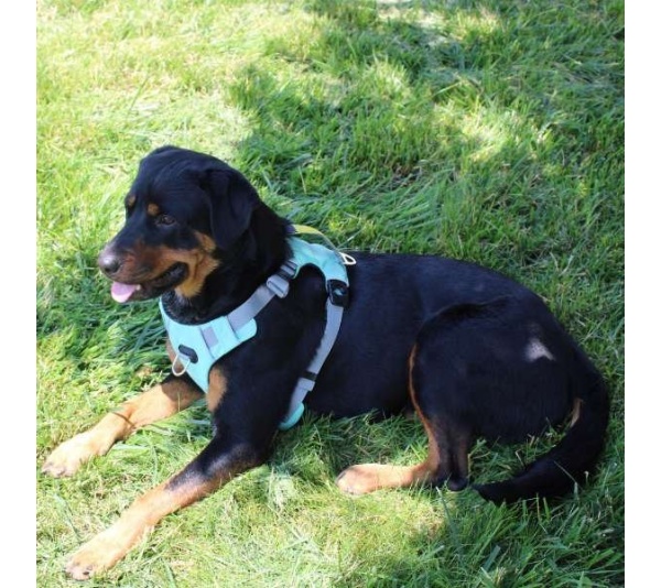 Riptide  - Millvue EZ Fit Dog Harness - Medium