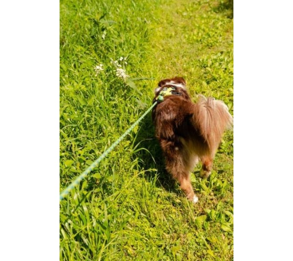 Alpine 10MM Kernmantle Rope Leash - 30 inches