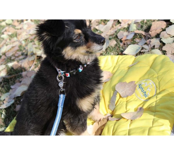 Jazz Blue Flat  - Appalachian Jazz Blue Flat Dog Leash - Medium 3/4in. wide by 6ft. long