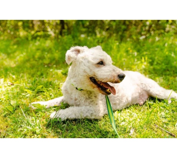 Kiwi Green Flat  - Appalachian Kiwi Green Flat Dog Leash - Large 1in. wide by 6ft. long